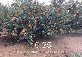 煙臺(tái)牟平腐植酸鉀展示區(qū)